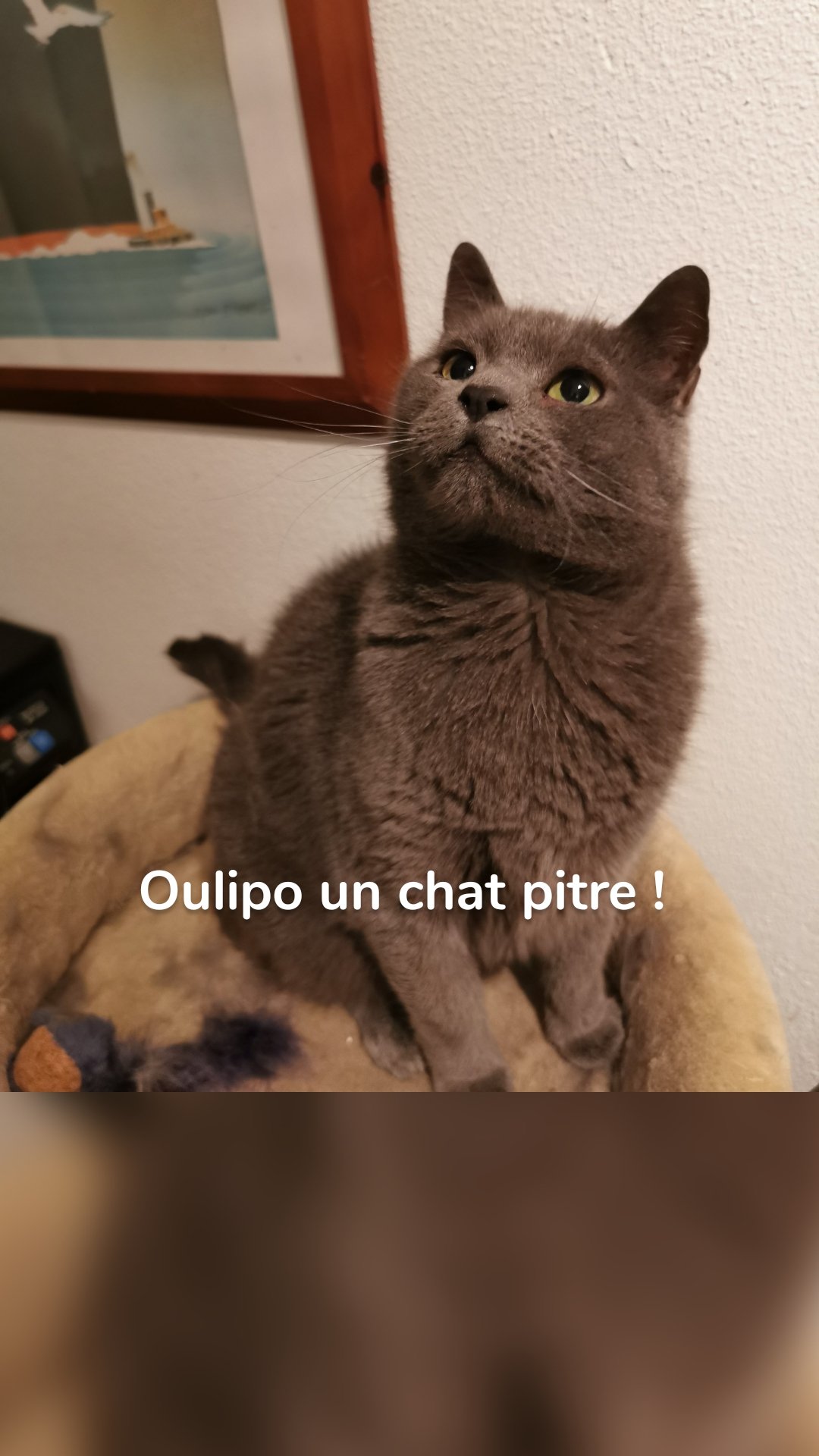 Oulipo un chat pitre ! 
